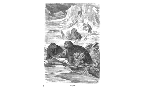 Моржи.